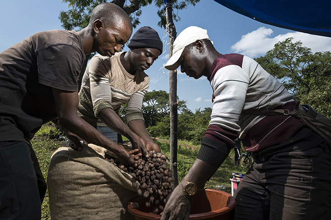 After receiving all the shea kernels harvested within the Moyen-Bafing National Park in Guinea, the transformation process from kernels to butter begins here in Belakouré.