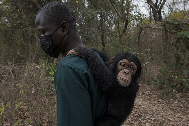 Eddy, a caregiver at the Chimpanzee Conservation Center in Guinea, carries Pépé on his back for their daily outing in the forest.