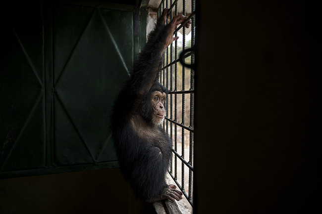 Bingo, one of the three babies at the Chimpanzee Conservation Center in Guinea, clings to the bars of a window.