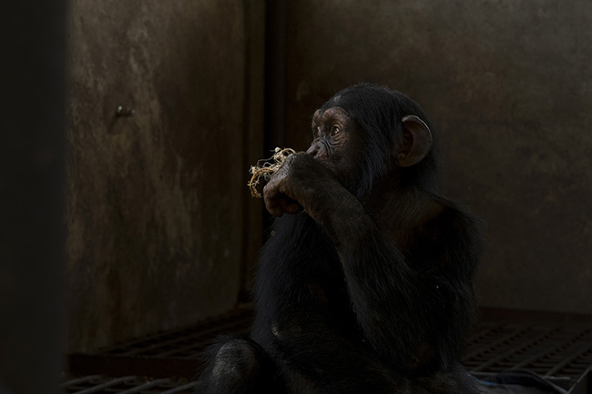 Marco eating néré, a local wild plant highly appreciated by chimpanzees. In addition to their daily ration of fruits and vegetables, the chimpanzees at the Chimpanzee Conservation Center in Guinea are also fed with wild fruits to get them accustomed to consuming foods they will later find in their natural habitat.
