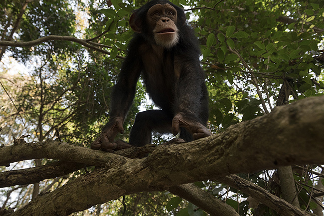 Portrait of Sewa in the forest. This 4-year-old female chimpanzee arrived at the Chimpanzee Conservation Center in Guinea 3 years ago after being seized from poachers who were trying to sell her to Chinese expatriates.