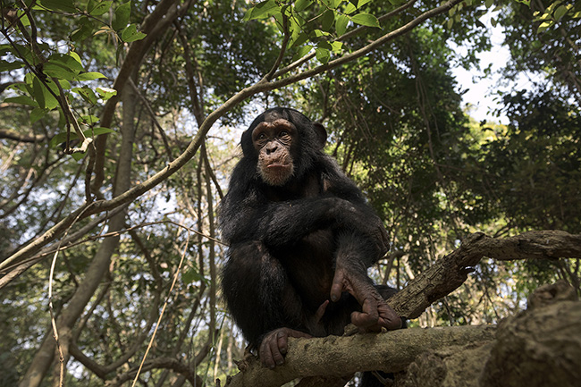 Portrait of Marco in the forest. This 4-year-old young chimpanzee arrived at the Chimpanzee Conservation Center in Guinea 3 years ago after being rescued from poaching. While his mother was shot and killed for meat, a bullet hit his mouth and caused severe injuries that he still bears the scars of.
