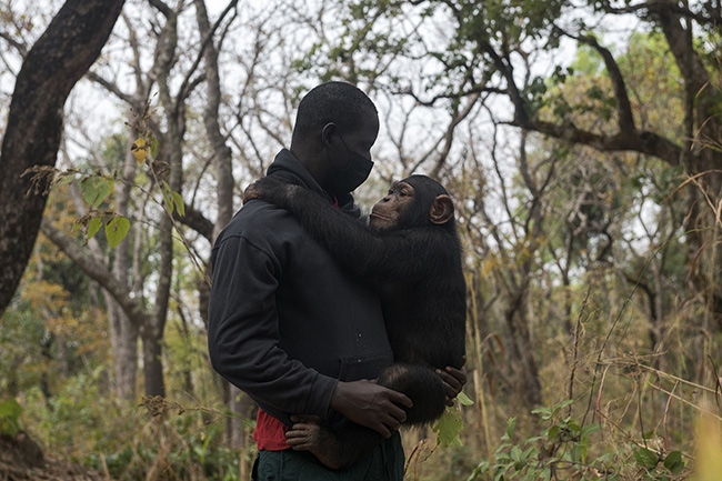 Cesar in the arms of Ibrahima, a caregiver at the Chimpanzee Conservation Center in Guinea. Caregivers are essential to the upbringing of chimpanzees. They play a crucial role in the development of their social bonds. Chimpanzees that are not socialized will not only be difficult to rehabilitate but also challenging to integrate into family groups.