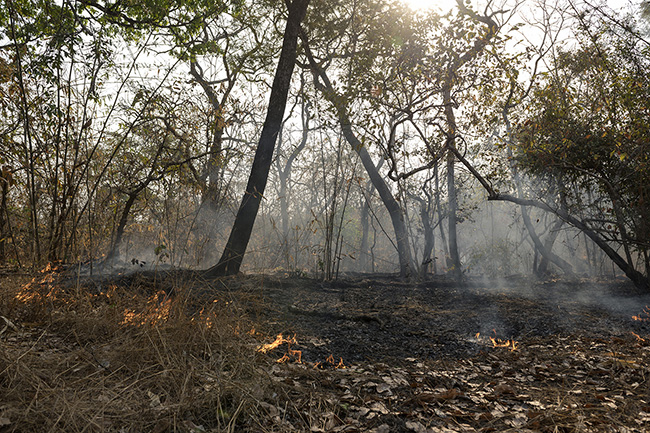 Bushfire within the Haut-Niger National Park Park in Guinea.