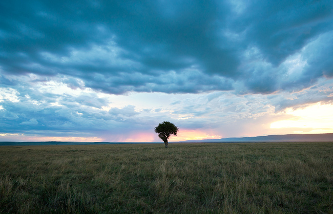 Maasai Mara's savanna landscape (Maasai Mara - Kenya - 2013)