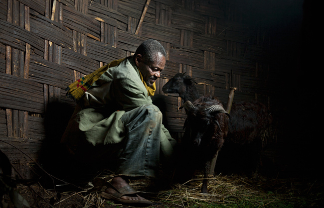 A Dorze man milking a goat (Ethiopia - 2013)