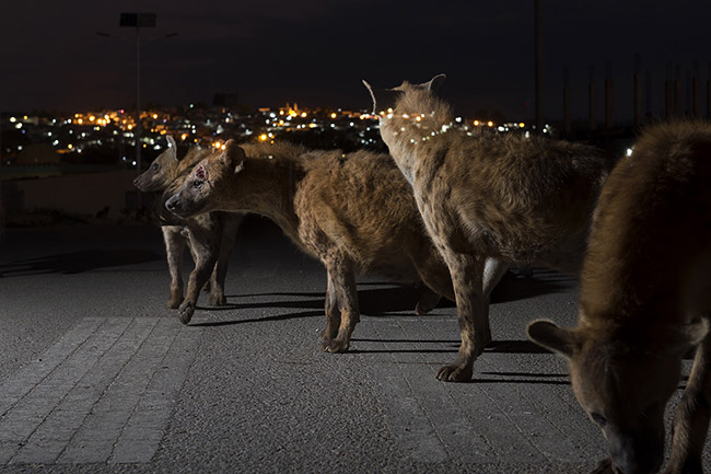 At nightfall, the hyenas of Harar venture out into the streets in search of food.