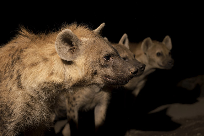 Hyenas wait their turn to receive food from Abbas. 
While dominant hyenas eat the pieces of meat offered by Abbas, lower-ranking hyenas patiently wait their turn at the back.
