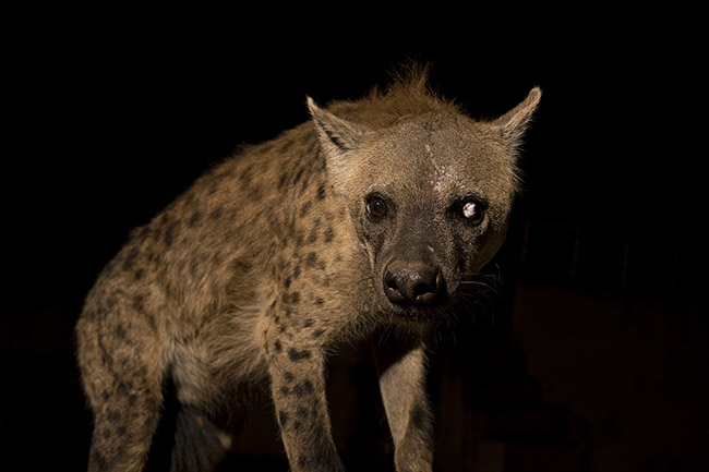 A hyena with a missing eye. 
Although the hyenas of Harar are fed daily, they remain wild animals. Competition within the clan, with hyenas from other clans, or with other animal species can escalate into fights causing serious physical harm.