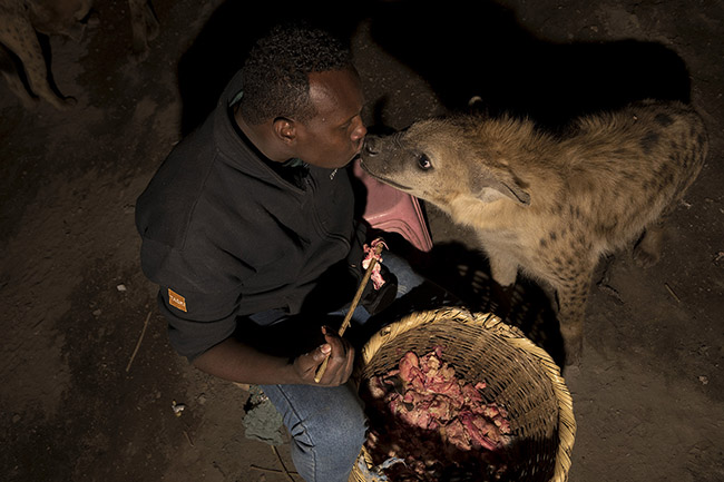 Abbas kisses a hyena on the muzzle. 
The incredible relationship Abbas has with the hyenas allows him to do almost anything he wants with them.