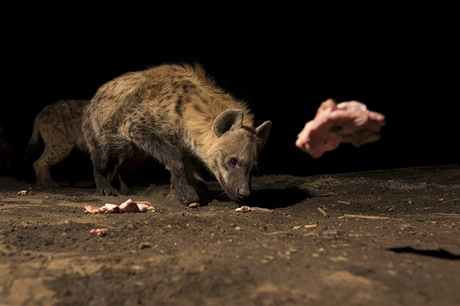 A piece of meat thrown by Abbas lands in front of a hyena's muzzle. 
While dominant hyenas eat the pieces of meat offered by Abbas, lower-ranking hyenas patiently wait their turn at the back.
