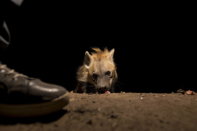 The hyenas of Harar are so accustomed to human presence that they don't hesitate to come and enjoy their meal at the spectators' feet.