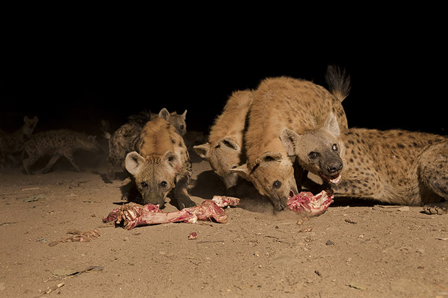 Once the feeding ritual is finished, the hyenas pounce on the remains provided to them in a chorus of chuckles, clacks, and growls. 
Their dentition specially adapted for crushing bones, combined with large jaw muscles, gives the spotted hyena the most powerful bite of all terrestrial carnivores. Moreover, its specially adapted stomach allows it to digest both skin and bones.