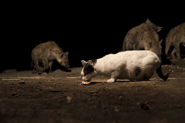 During the feeding ritual, the most opportunistic cats do not hesitate to compete with the hyenas to get their share of the cake.