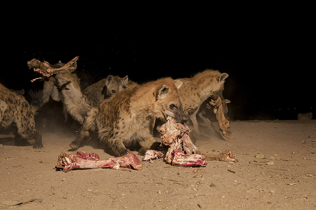 Once the feeding ritual is finished, the hyenas pounce on the remains provided to them in a chorus of chuckles, clacks, and growls. 
Their dentition specially adapted for crushing bones, combined with large jaw muscles, gives the spotted hyena the most powerful bite of all terrestrial carnivores. Moreover, its specially adapted stomach allows it to digest both skin and bones.