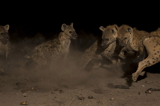 During the feeding ritual, the hyenas swarm around Abbas, exchanging chuckles and snorts in a nocturnal symphony.
