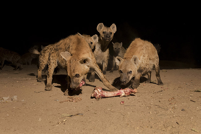 Once the feeding ritual is finished, the hyenas pounce on the remains provided to them in a chorus of chuckles, clacks, and growls. 
Their dentition specially adapted for crushing bones, combined with large jaw muscles, gives the spotted hyena the most powerful bite of all terrestrial carnivores. Moreover, its specially adapted stomach allows it to digest both skin and bones.