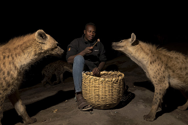 With a small stick, on which he has attached a piece of meat, Abbas Saleh, better known as Hyena Man, feeds the hyenas that abound in the vicinity of Harar every evening.
