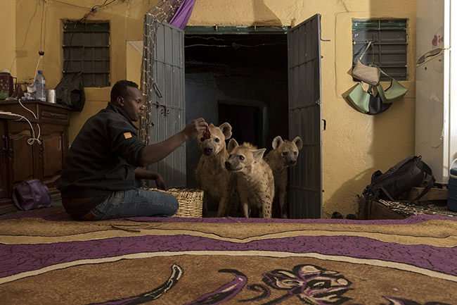 The incredible relationship Abbas has with the hyenas allows him to do almost anything he wants with them. 
On nights when no visitors attend the animal show, he doesn't hesitate to feed them directly inside his house.