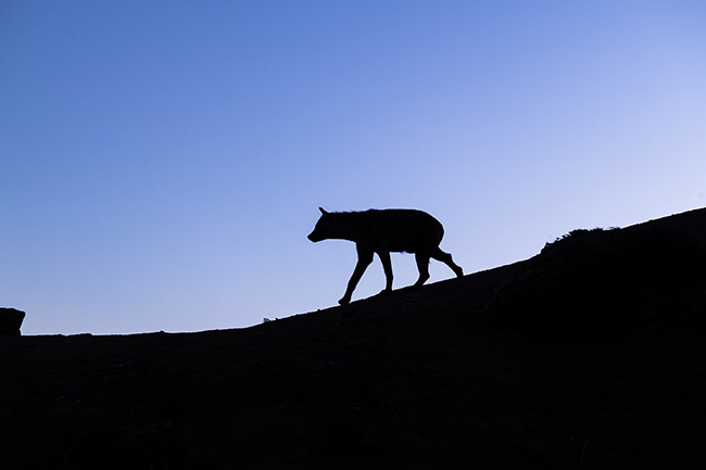 Silhouette of a spotted hyena, characterized by a massive elongated neck and a large head topped with rounded ears.