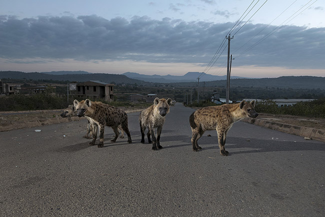 A group of young spotted hyenas on one of the roads leading to Harar. Although the spotted hyena, like most predatory mammals, is generally timid in the presence of humans and therefore usually keeps its distance, in Harar, it is possible, with a little luck, to spot them during their nocturnal or early morning outings.