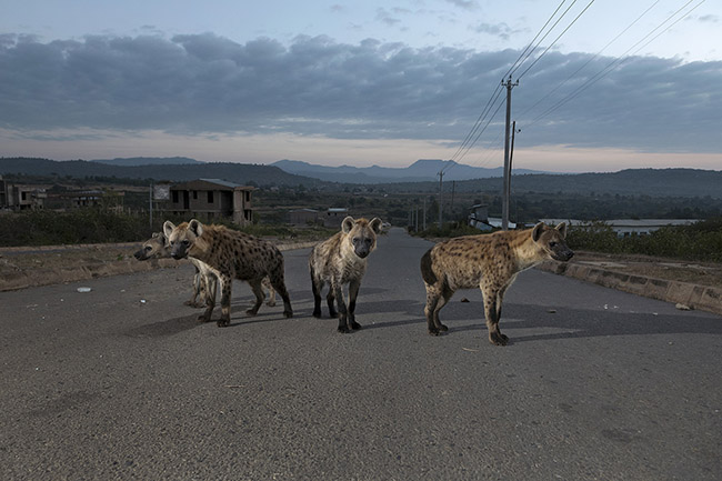 A group of young spotted hyenas on one of the roads leading to Harar. Although the spotted hyena, like most predatory mammals, is generally timid in the presence of humans and therefore usually keeps its distance, in Harar, it is possible, with a little luck, to spot them during their nocturnal or early morning outings.
