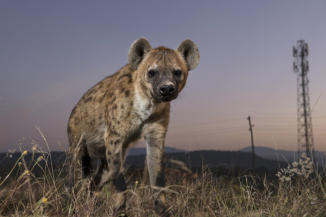 A spotted hyena heading towards its den on the outskirts of Harar. 
Today, like most Ethiopian cities, Harar is undergoing rapid urban development, pushing the hyenas further and further towards the outskirts. It is to the east of the city that it is possible, with a little luck, to spot them during their nocturnal or early morning outings.