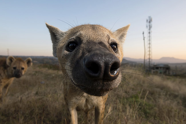 Close-up of a spotted hyena. 
Although generally shy in the presence of humans, the hyenas of Harar are so accustomed to human presence that they have not hesitated to venture a few centimeters from the camera lens.
