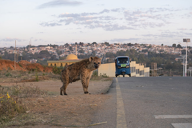 A spotted hyena by the side of a road leading to Harar. 
Although the spotted hyena, like most predatory mammals, is generally timid in the presence of humans and therefore usually keeps its distance, in Harar, it is possible, with a little luck, to spot them during their nocturnal or early morning outings.
