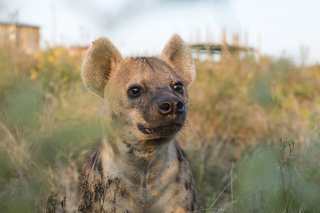 A spotted hyena on the outskirts of the city of Harar. 
Unlike other hyena species, the spotted hyena is heavily built, with a massive neck and a large head topped with rounded ears.