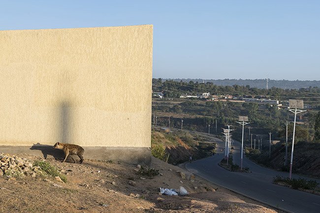 A spotted hyena heading towards its den. 
It is to the east of the city, in a new neighborhood emerging, that the hyenas have currently taken up residence. Offering ideal hiding places, they come to rest there during the day in the wooded areas nearby or in the pipes they use as dens. At dusk, they emerge from their retreat in search of food, only returning to the neighborhood at dawn.
