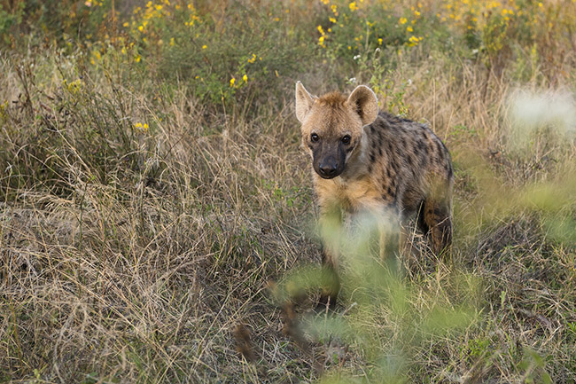 A young spotted hyena on the outskirts of the city of Harar. 
The spotted hyena is easily identifiable by its sandy/gray coat with black or dark brown spots covering most of the body. The spots of the spotted hyena are darker in younger animals and may be almost entirely absent in very old animals.