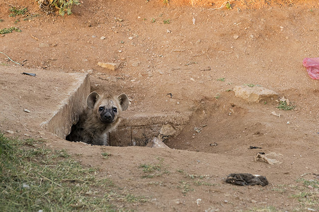 A very young spotted hyena poking its head out of its den. 
It is to the east of the city, in a new neighborhood emerging, that the hyenas of Harar currently reside and where they use the pipes as dens. Nocturnal in habits, spotted hyenas generally spend most of the day in these dens, leaving only in the late afternoon until the early hours of the morning.