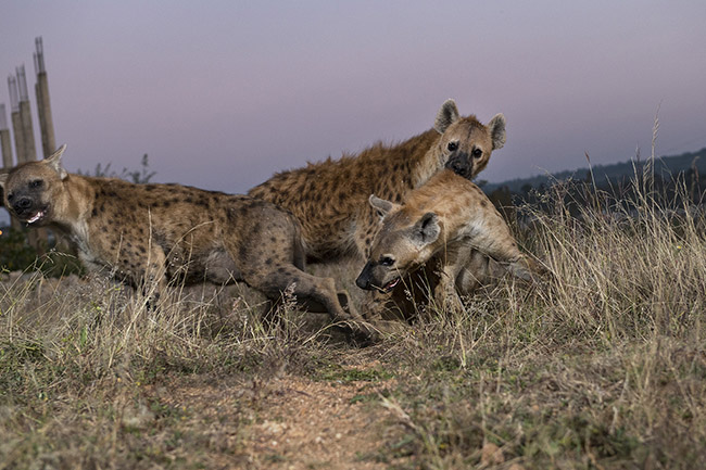 Three spotted hyenas play as if they were fighting. 
Social play is part of the many complex behaviors that organize the social relationships among different individuals within the same hyena clan. The spotted hyena is indeed considered the most sociable species in the realm of carnivores, with a social organization more resembling that of primates.
