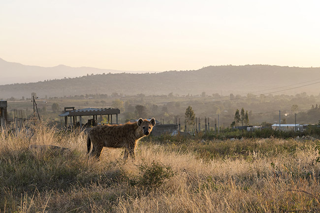 A spotted hyena on the outskirts of the city of Harar at sunrise. 
The spotted hyena is easily identifiable by its sandy/gray coat with black or dark brown spots covering most of the body.
