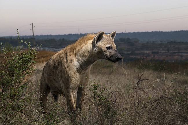 A spotted hyena in the vicinity of the city of Harar early in the morning.
Although generally shy in the presence of humans, the hyenas of Harar are so accustomed to human presence that they don't even seem bothered by the flash of the camera.