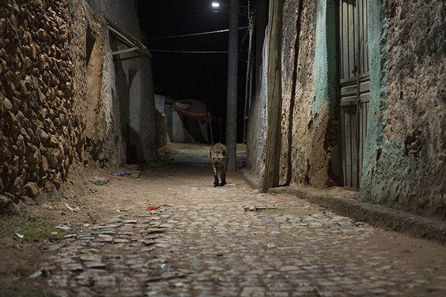 A spotted hyena during its nocturnal outing in the streets of the old town of Harar. 
Although increasingly rare, it is still possible, with a bit of luck, to spot hyenas in the streets of the old town of Harar, competing with dogs and cats for food scraps.