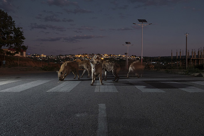 A group of spotted hyenas on one of the roads leading to Harar.
Like shadows of the night, the hyenas of Harar seem almost familiar, as if they know every corner of the city. They move with grace, their movements fluid and precise, and with each encounter, a unique aura, mixed with a hint of almost mystical excitement, emanates from them.