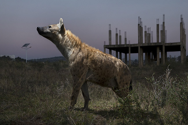 A spotted hyena in the vicinity of the city of Harar early in the morning.
Although generally shy in the presence of humans, the hyenas of Harar are so accustomed to human presence that they don't even seem bothered by the flash of the camera.