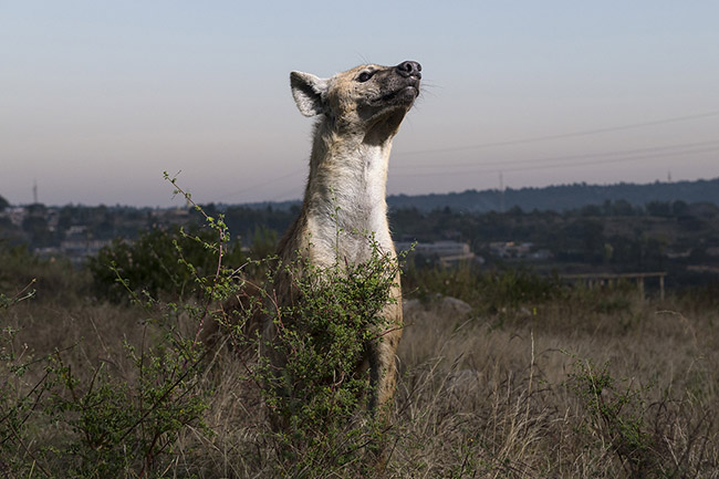 A spotted hyena in the vicinity of the city of Harar early in the morning.
Although generally shy in the presence of humans, the hyenas of Harar are so accustomed to human presence that they don't even seem bothered by the flash of the camera.