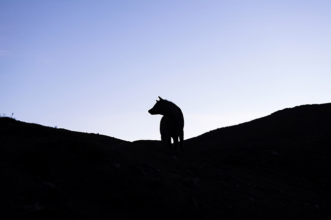 Silhouette of a spotted hyena, characterized by a massive elongated neck and a large head topped with rounded ears.