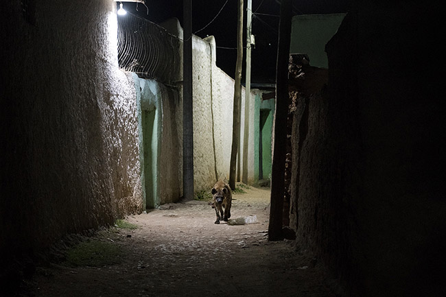 A spotted hyena during its nocturnal outing in the streets of the old town of Harar. 
Although increasingly rare, it is still possible, with a bit of luck, to spot hyenas in the streets of the old town of Harar, competing with dogs and cats for food scraps.