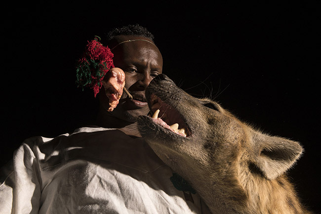A hyena comes to eat a piece of meat attached to the stick held between Abbas's teeth.