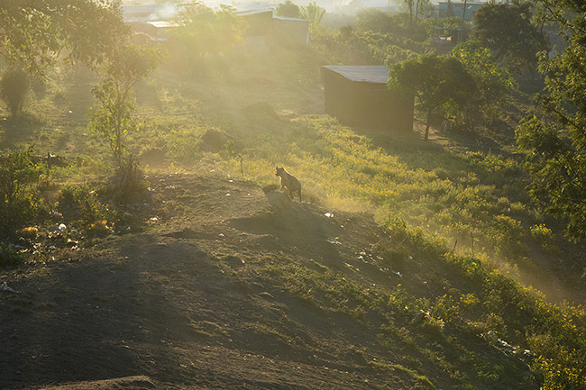A spotted hyena, on the outskirts of the site where Abbas feeds the hyenas, at daybreak.