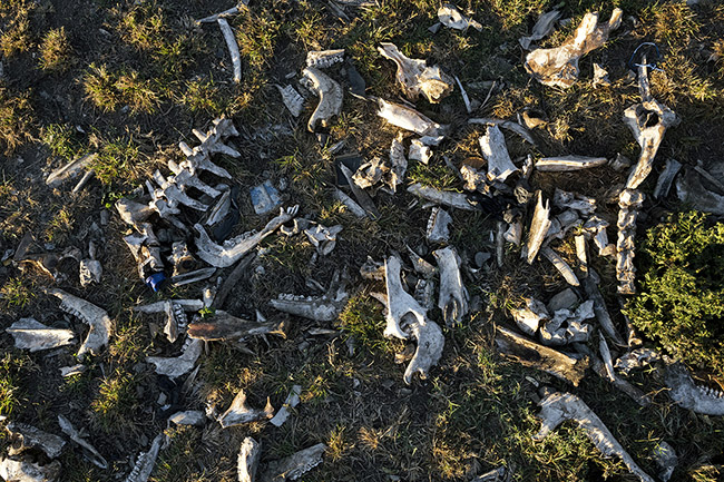 A pile of old bones near the site where Abbas feeds the hyenas. 
Bones and marrow constitute a significant part of the spotted hyenas' diet. It is the only carnivore capable of crushing the toughest bones of its prey to reach the marrow.