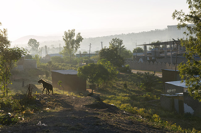 A spotted hyena holding a bone in its mouth, on the outskirts of the site where Abbas feeds the hyenas, at daybreak.