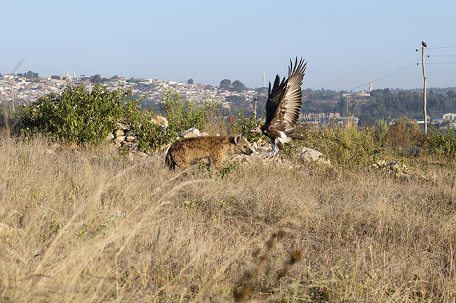 A spotted hyena scavenging for food. The presence of vultures indicates the potential presence of a carcass.