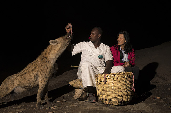 An American tourist watches as a hyena delicately takes a piece of meat directly from Abbas's hands. 
While intimidating, this spectacle allows tourists to appreciate the impressive power of these predators' jaws, which can weigh up to 80 kg.
