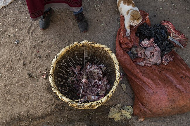 While Abbas prepares the meat for the hyenas' nightly meal, a cat tries to get a share of the feast. 
It's up to 200 kg of camel, sheep, and goat meat and bones that are distributed every evening to the hyenas of Harar.