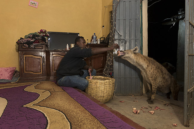 The incredible relationship Abbas has with the hyenas allows him to do almost anything he wants with them. 
On nights when no visitors attend the animal show, he doesn't hesitate to feed them directly inside his house.